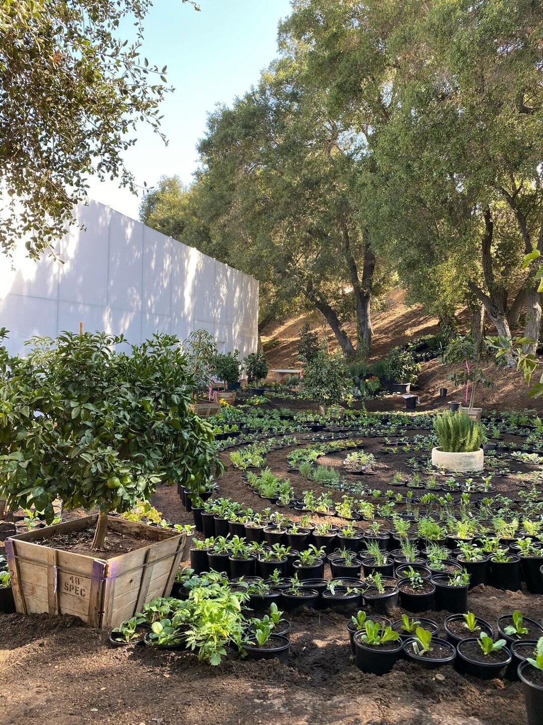 Outdoor Edible Garden